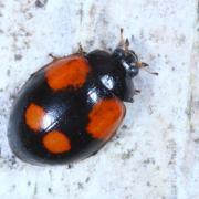 Adalia bipunctata (Linnaeus, 1758) -  Coccinelle à deux points