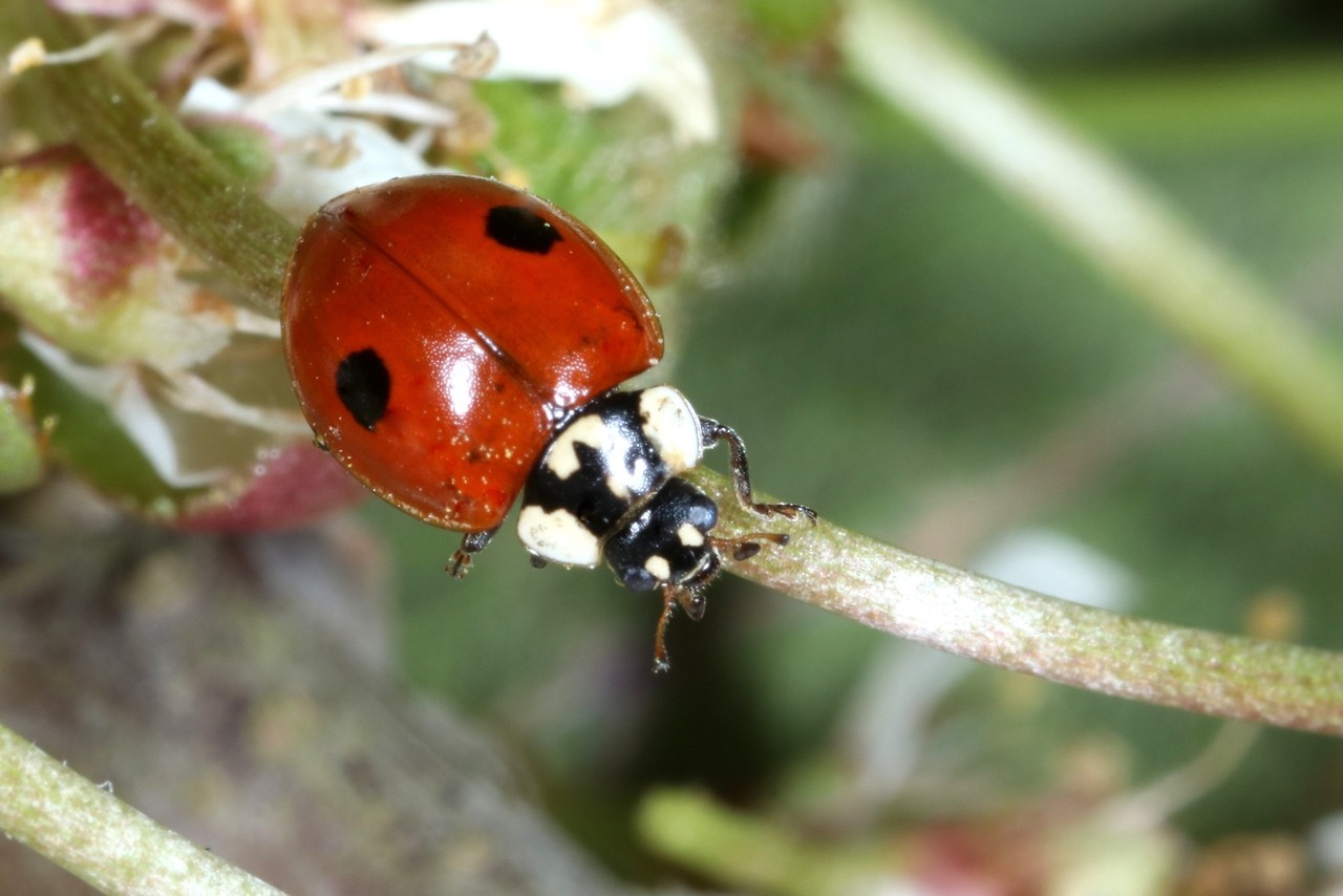 Adalia bipunctata (Linnaeus, 1758) - Coccinelle à deux points