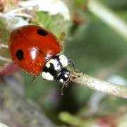 Adalia bipunctata (Linnaeus, 1758) - Coccinelle à deux points