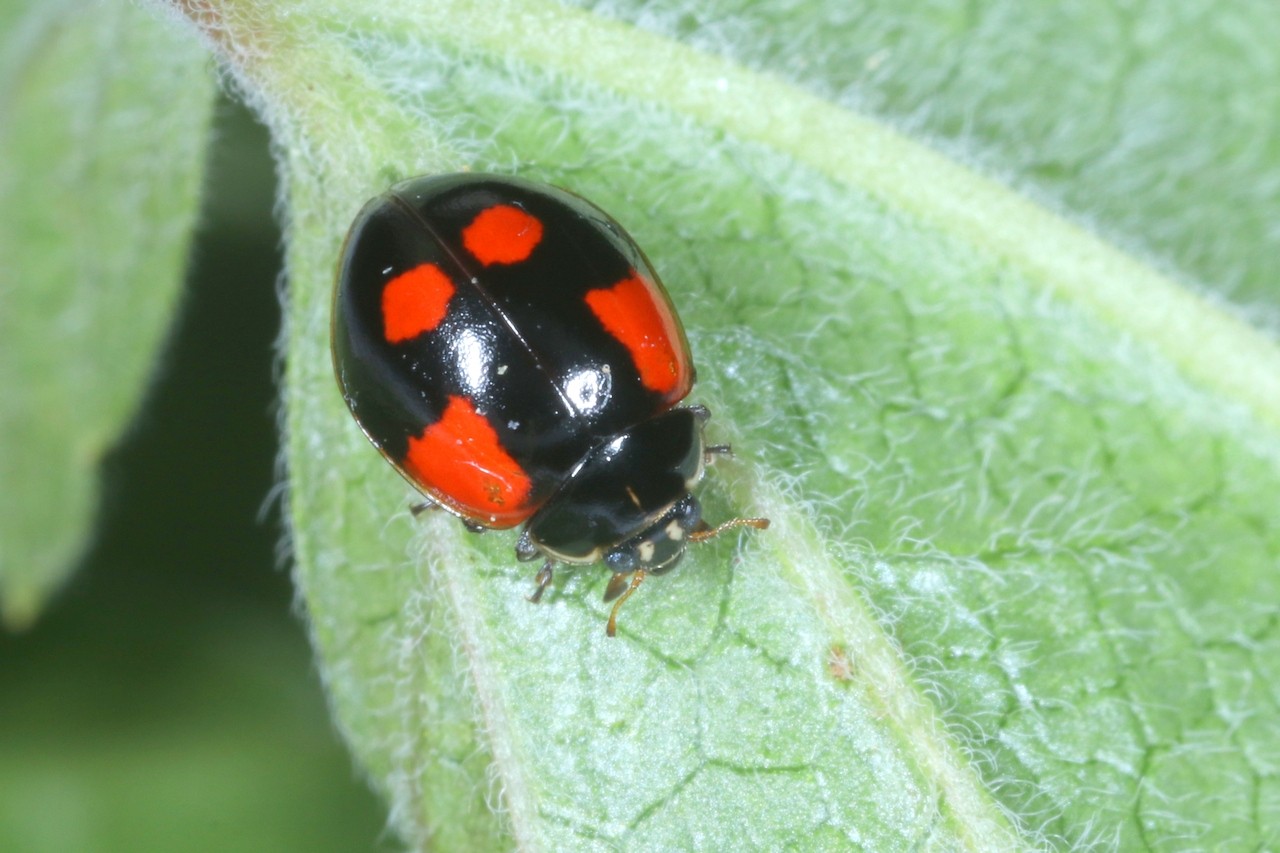 Adalia bipunctata (Linnaeus, 1758) -  Coccinelle à deux points