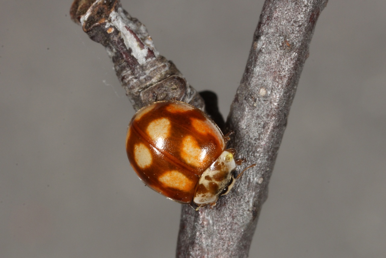 Adalia decempunctata (Linnaeus, 1758) - Coccinelle à 10 points