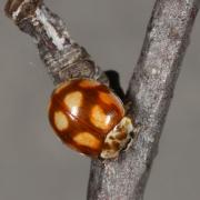 Adalia decempunctata (Linnaeus, 1758) - Coccinelle à 10 points