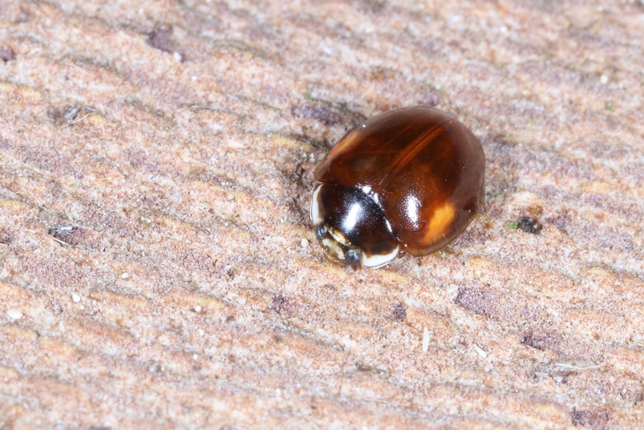 Adalia decempunctata (Linnaeus, 1758) - Coccinelle à 10 points 