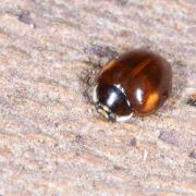 Adalia decempunctata (Linnaeus, 1758) - Coccinelle à 10 points 