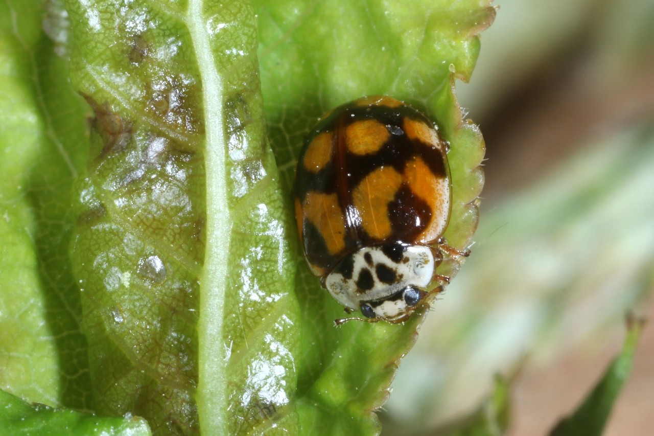 Adalia decempunctata (Linnaeus, 1758) - Coccinelle à 10 points