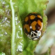 Adalia decempunctata (Linnaeus, 1758) - Coccinelle à 10 points