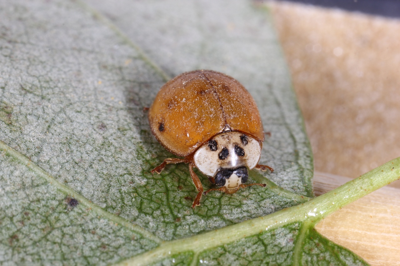 Adalia decempunctata (Linnaeus, 1758) - Coccinelle à 10 points