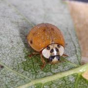 Adalia decempunctata (Linnaeus, 1758) - Coccinelle à 10 points