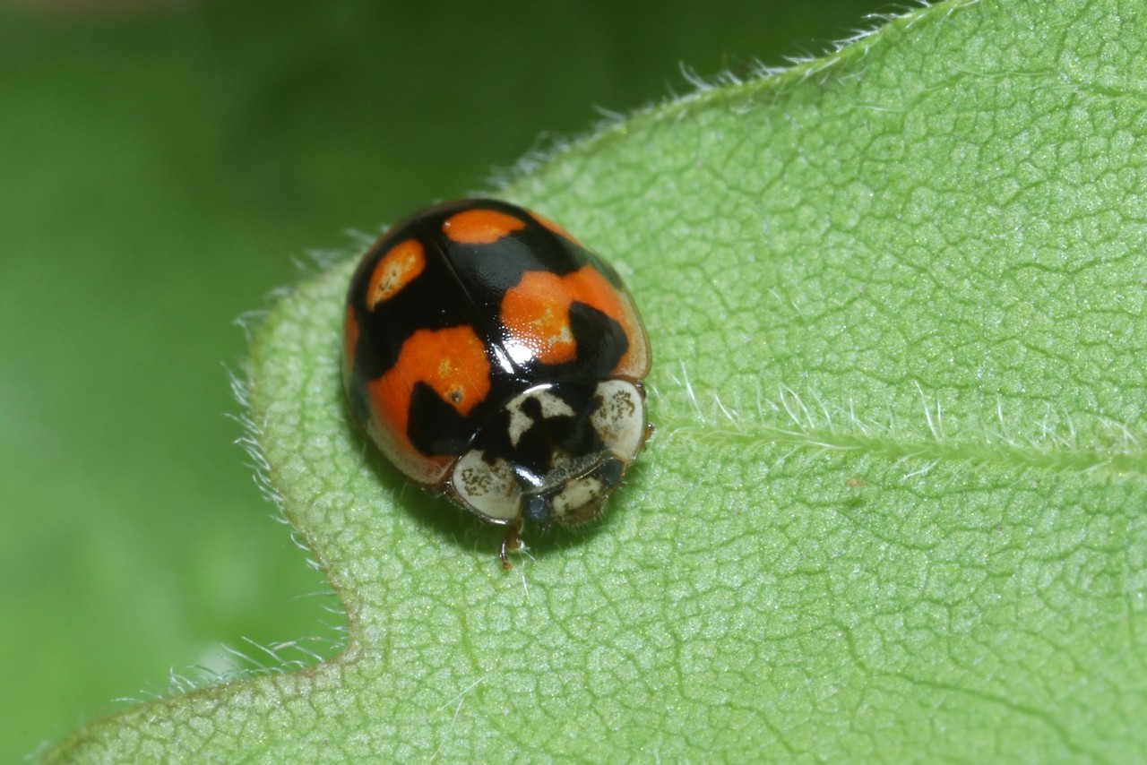 Adalia decempunctata (Linnaeus, 1758) f. bimaculata - Coccinelle à 10 points