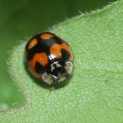 Adalia decempunctata (Linnaeus, 1758) f. bimaculata - Coccinelle à 10 points