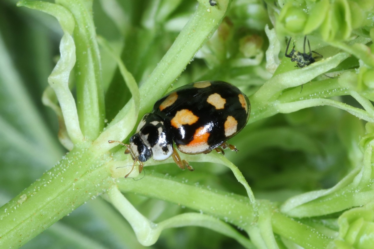 Adalia decempunctata (Linnaeus, 1758) - Coccinelle à 10 points