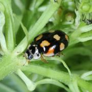 Adalia decempunctata (Linnaeus, 1758) - Coccinelle à 10 points