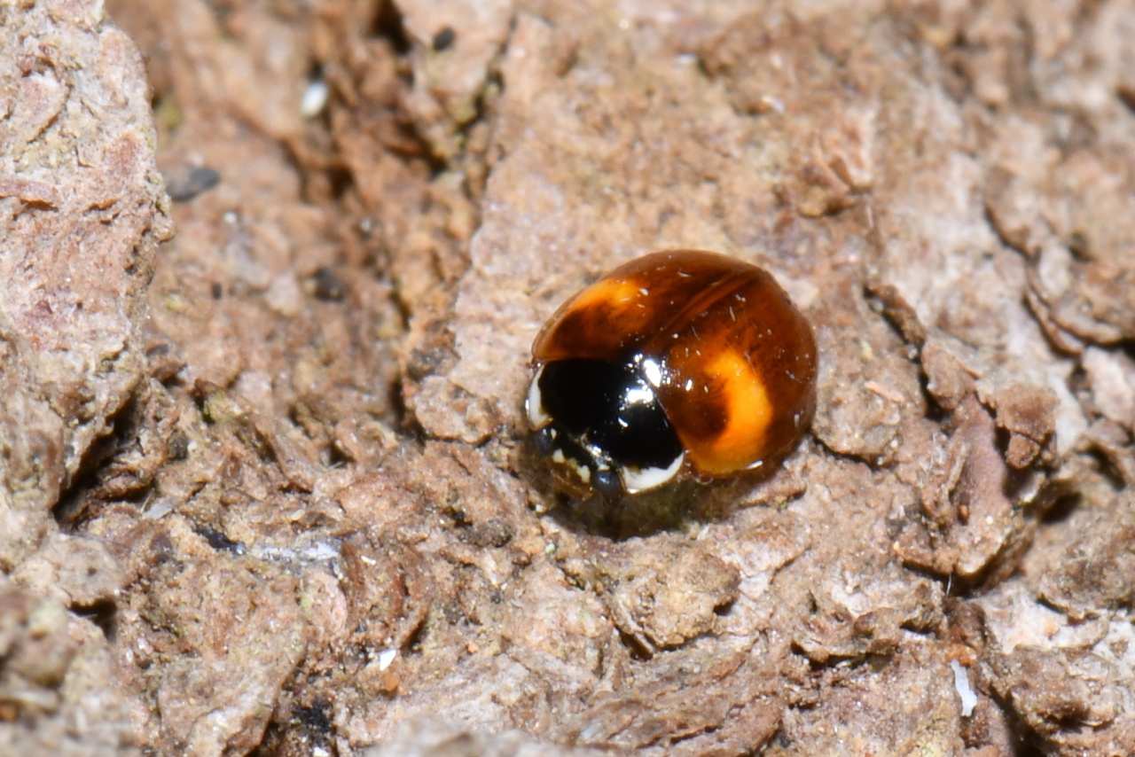 Adalia decempunctata (Linnaeus, 1758) - Coccinelle à 10 points