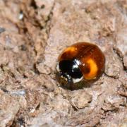 Adalia decempunctata (Linnaeus, 1758) - Coccinelle à 10 points