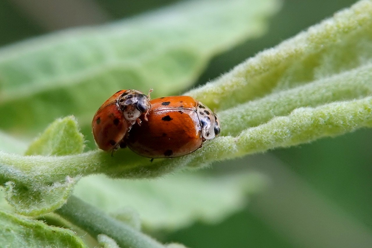 Adalia decempunctata (Linnaeus, 1758) - Coccinelle à 10 points (accouplement)