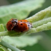 Adalia decempunctata (Linnaeus, 1758) - Coccinelle à 10 points (accouplement)