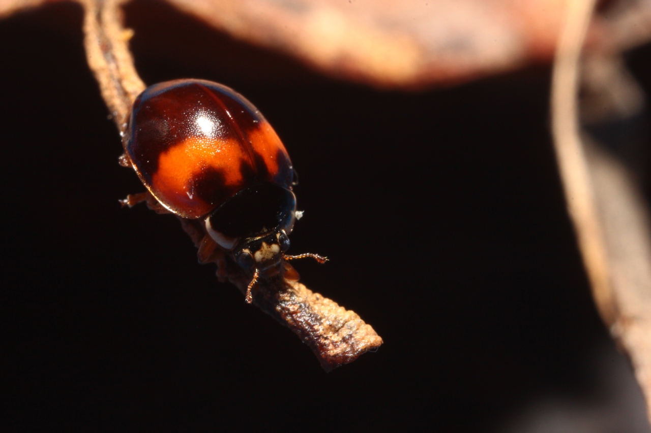 Adalia decempunctata (Linnaeus, 1758) f. bimaculata - Coccinelle à 10 points