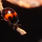 Adalia decempunctata (Linnaeus, 1758) f. bimaculata - Coccinelle à 10 points