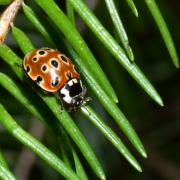 Anatis ocellata (Linnaeus, 1758) - Coccinelle ocellée