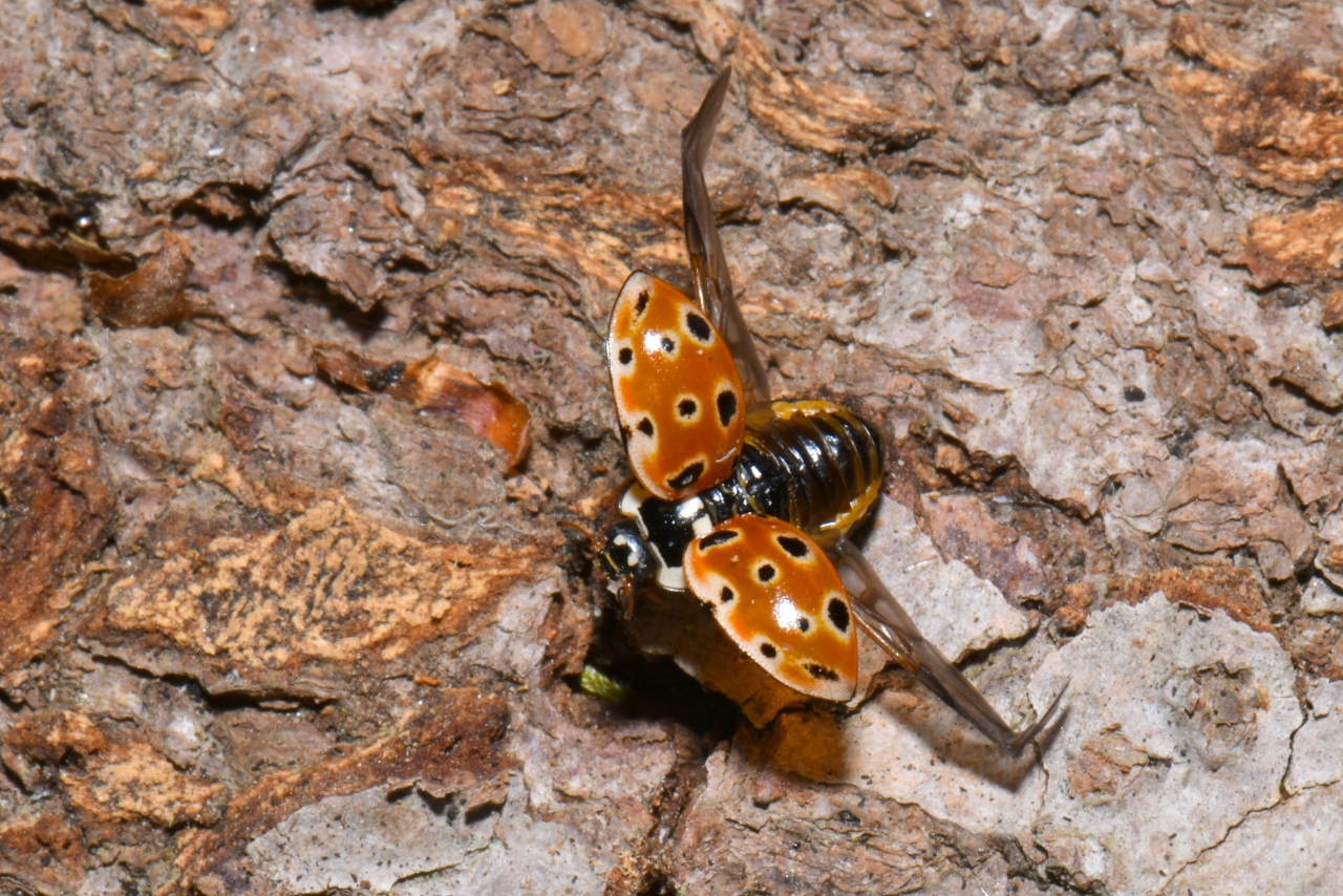 Anatis ocellata (Linnaeus, 1758) - Coccinelle ocellée