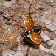 Anatis ocellata (Linnaeus, 1758) - Coccinelle ocellée