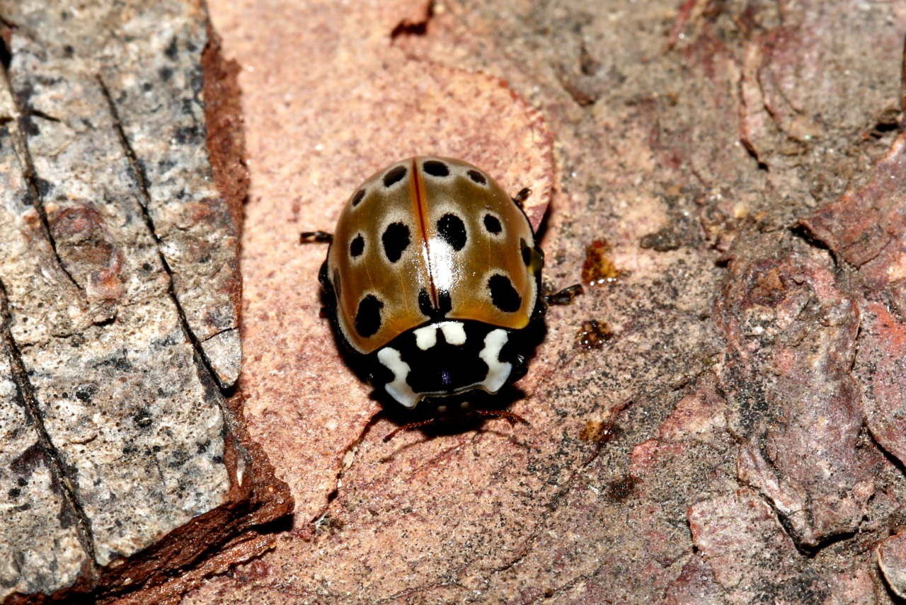 Anatis ocellata (Linnaeus, 1758) - Coccinelle ocellée