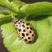 Anisosticta novemdecimpunctata (Linnaeus, 1758) - Coccinelle des roseaux, C. à 19 points