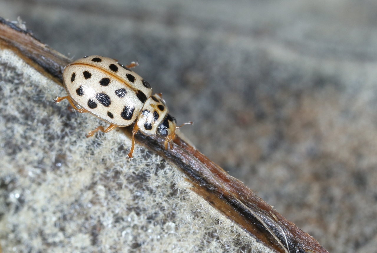 Anisosticta novemdecimpunctata (Linnaeus, 1758) - Coccinelle des roseaux, C. à 19 points