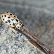 Anisosticta novemdecimpunctata (Linnaeus, 1758) - Coccinelle des roseaux, C. à 19 points