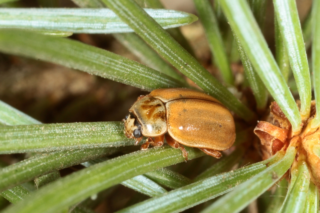 Aphidecta obliterata (Linnaeus, 1758) - Coccinelle de l'Epicéa