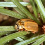 Aphidecta obliterata (Linnaeus, 1758) - Coccinelle de l'Epicéa