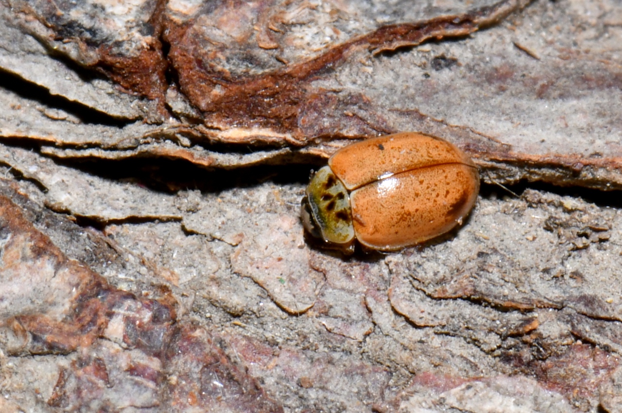 Aphidecta obliterata (Linnaeus, 1758) - Coccinelle de l'Epicéa