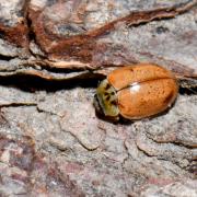 Aphidecta obliterata (Linnaeus, 1758) - Coccinelle de l'Epicéa