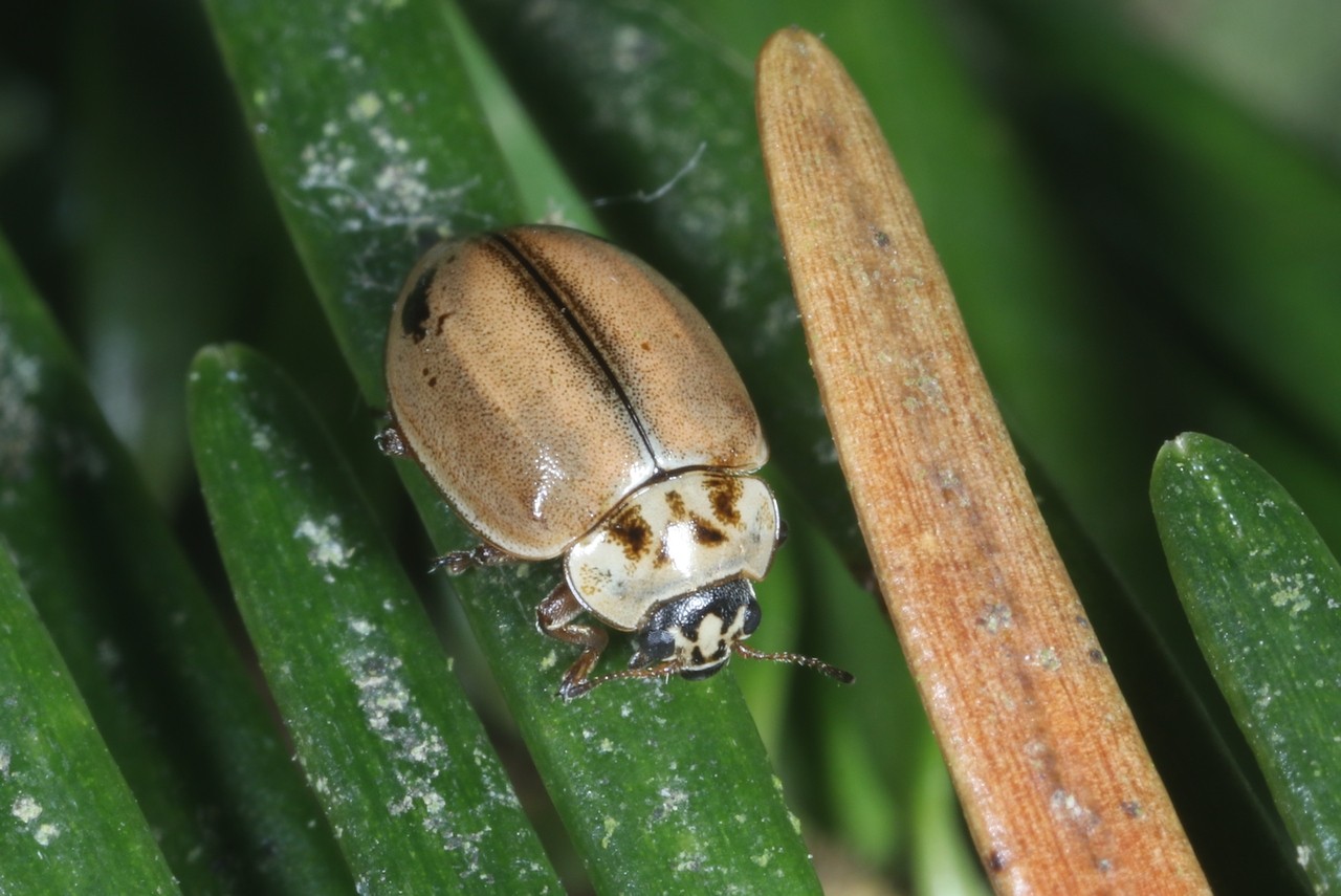 Aphidecta obliterata (Linnaeus, 1758) - Coccinelle de l'Epicéa