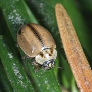 Aphidecta obliterata (Linnaeus, 1758) - Coccinelle de l'Epicéa