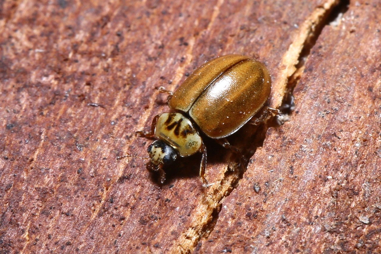 Aphidecta obliterata (Linnaeus, 1758) - Coccinelle de l'Epicéa