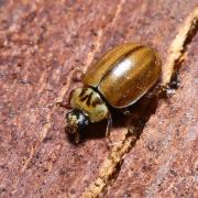 Aphidecta obliterata (Linnaeus, 1758) - Coccinelle de l'Epicéa