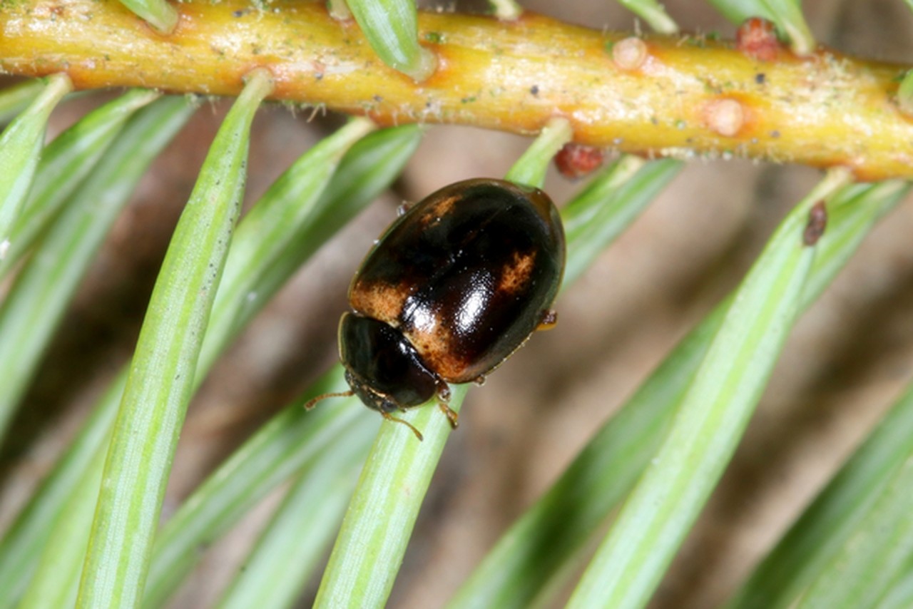 Aphidecta obliterata (Linnaeus, 1758) - Coccinelle de l'Epicéa (f. mélanique) (femelle)