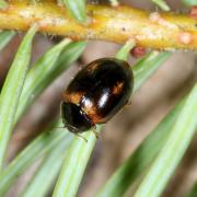 Aphidecta obliterata (Linnaeus, 1758) - Coccinelle de l'Epicéa (f. mélanique) (femelle)