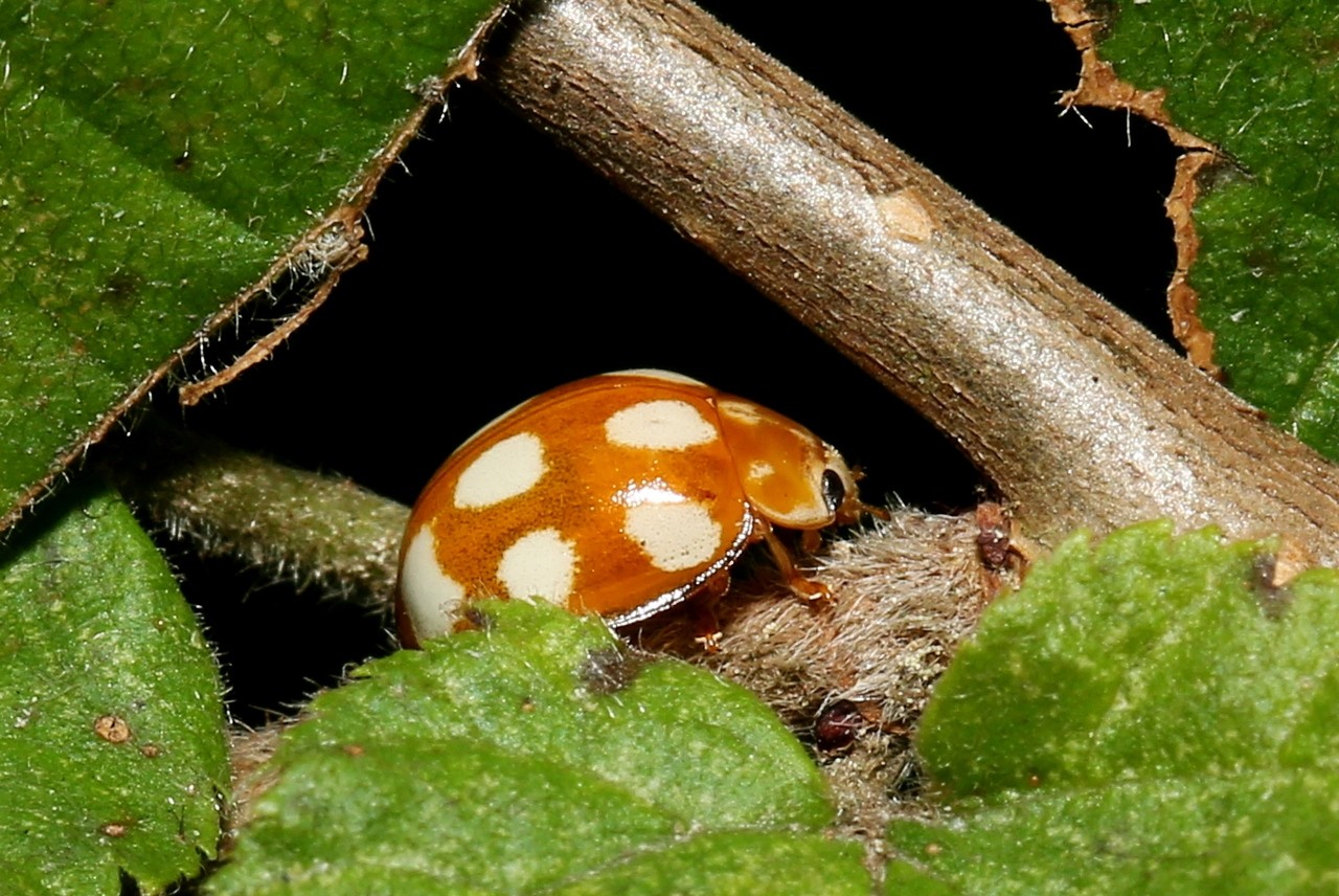 Calvia decemguttata (Linnaeus, 1767) - Coccinelle à 10 points blancs