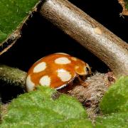 Calvia decemguttata (Linnaeus, 1767) - Coccinelle à 10 points blancs