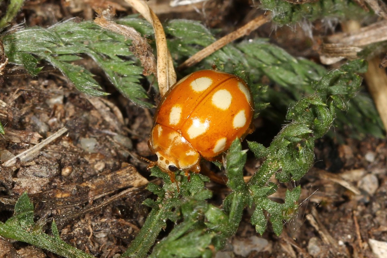 Calvia decemguttata (Linnaeus, 1767) - Coccinelle à 10 points blancs