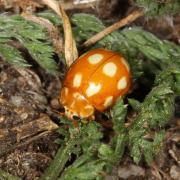 Calvia decemguttata (Linnaeus, 1767) - Coccinelle à 10 points blancs