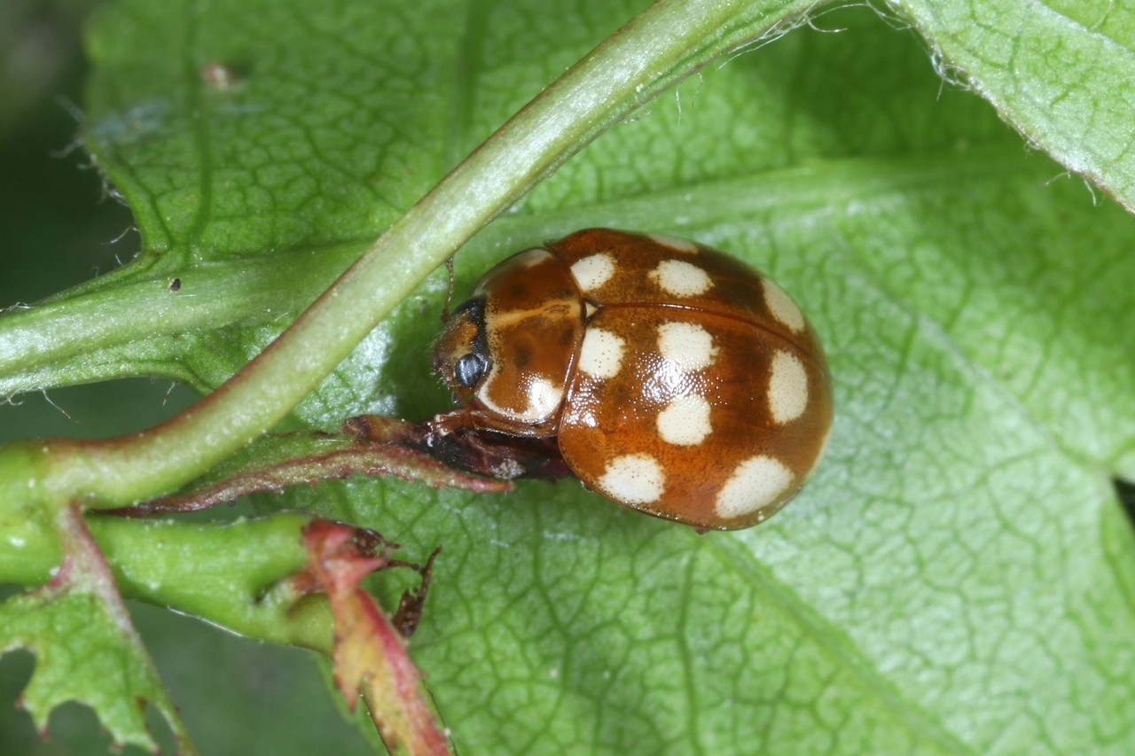 Calvia quatuordecimguttata (Linnaeus, 1758) - Coccinelle à 14 points