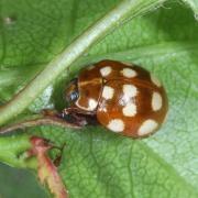 Calvia quatuordecimguttata (Linnaeus, 1758) - Coccinelle à 14 points