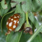 Calvia quatuordecimguttata (Linnaeus, 1758) - Coccinelle à 14 points