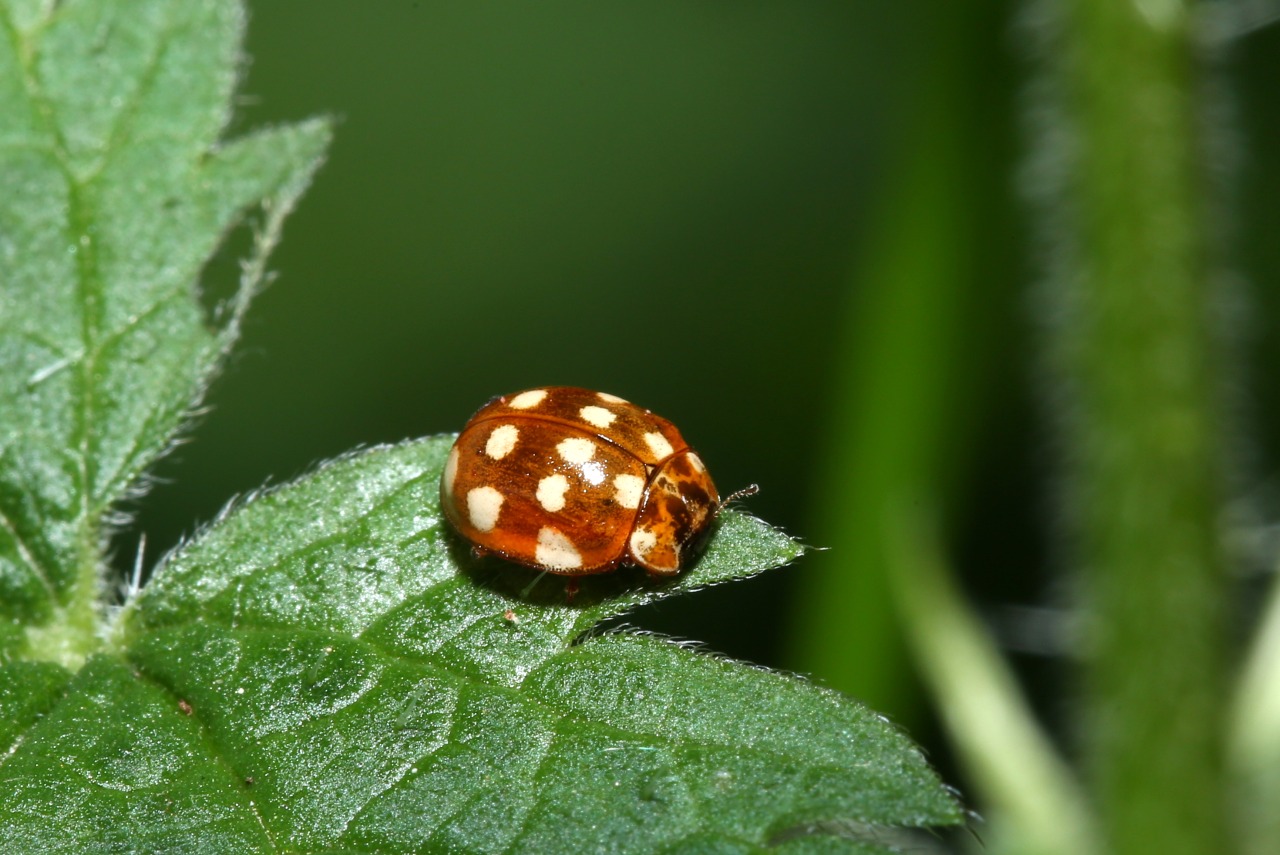 Calvia quatuordecimguttata (Linnaeus, 1758) - Coccinelle à 14 points