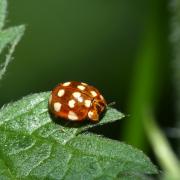 Calvia quatuordecimguttata (Linnaeus, 1758) - Coccinelle à 14 points