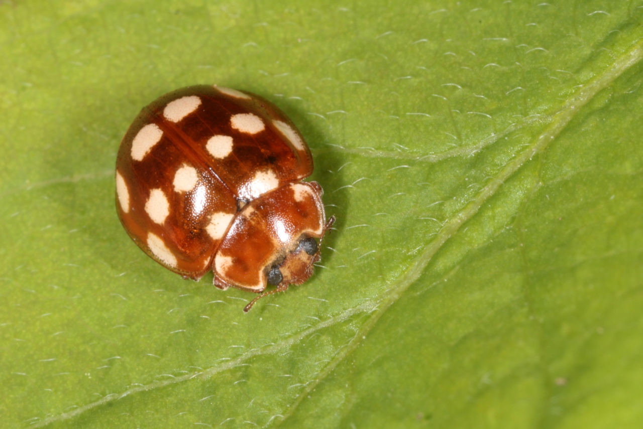 Calvia quatuordecimguttata (Linnaeus, 1758) - Coccinelle à 14 points