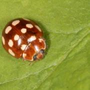 Calvia quatuordecimguttata (Linnaeus, 1758) - Coccinelle à 14 points